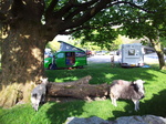 SII20120506_174117 Lamb and sheep at van onLangdale Campsite, Lake District.jpg.jpg